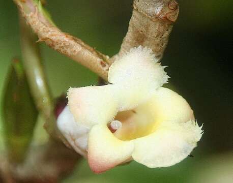 Image of Drymonia stenophylla (Donn. Sm.) H. E. Moore