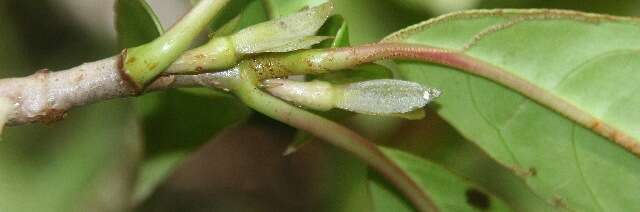 Image of Drymonia stenophylla (Donn. Sm.) H. E. Moore