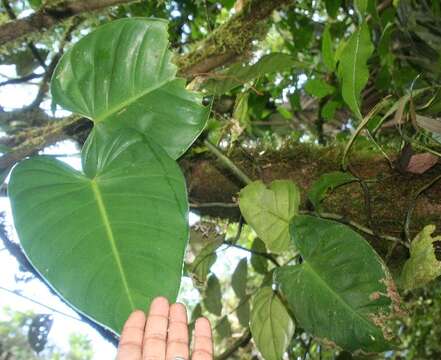 Image of shortstem philodendron