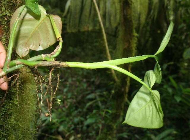 Image of shortstem philodendron