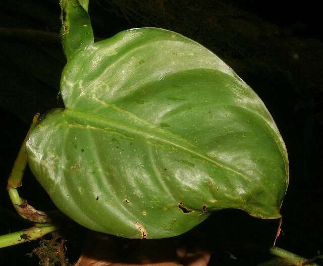 Image of shortstem philodendron