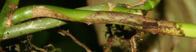 Image of shortstem philodendron