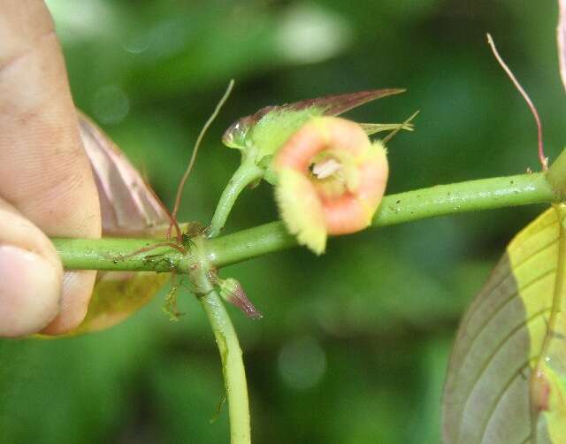 Слика од Drymonia turrialvae Hanst.