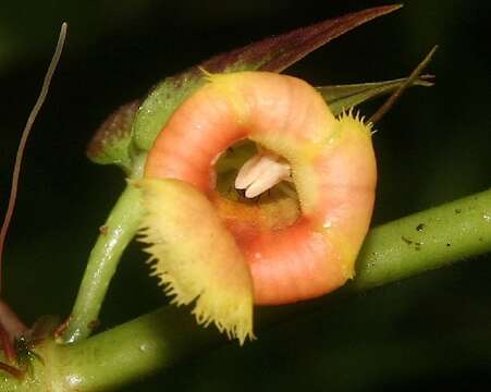 Слика од Drymonia turrialvae Hanst.