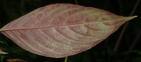 Слика од Drymonia turrialvae Hanst.