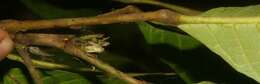 Image of Sloanea faginea Standl.