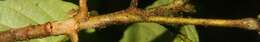 Image of Sloanea faginea Standl.