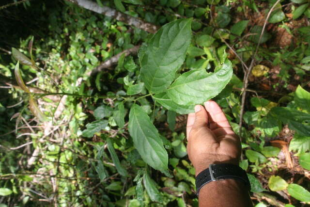 Staphylea (rights holder: Guanacaste Dry Forest Conservation Fund. Daniel H. Janzen. Year: 2010.)