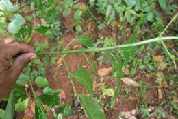 Imagem de Staphylea occidentalis subsp. occidentalis