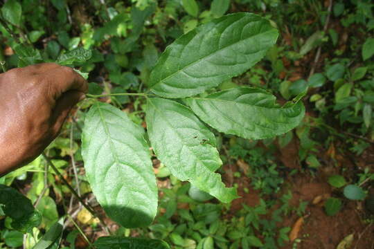 Imagem de Staphylea occidentalis subsp. occidentalis