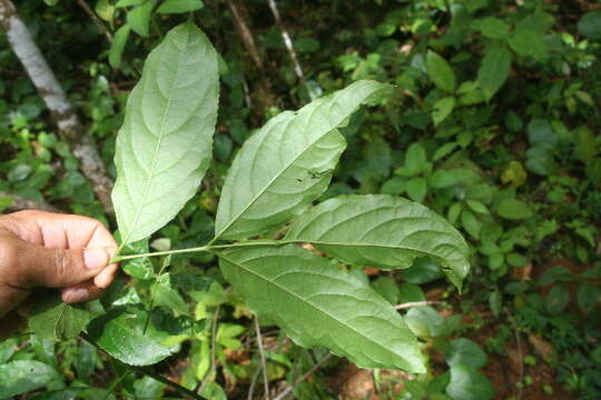 Imagem de Staphylea occidentalis subsp. occidentalis