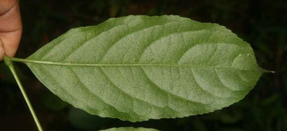 Image de Staphylea occidentalis subsp. occidentalis