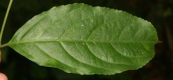 Image de Staphylea occidentalis subsp. occidentalis