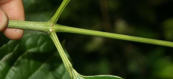 Imagem de Staphylea occidentalis subsp. occidentalis