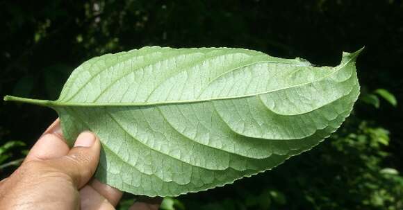 Imagem de Staphylea occidentalis subsp. occidentalis