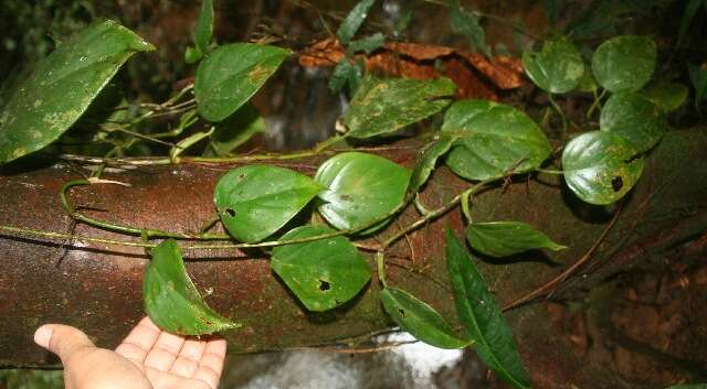 Image of shortstem philodendron