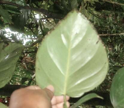 Image of shortstem philodendron