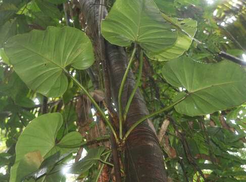 Image of shortstem philodendron