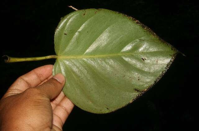 Image of shortstem philodendron