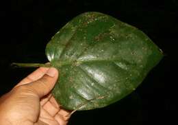 Image of shortstem philodendron