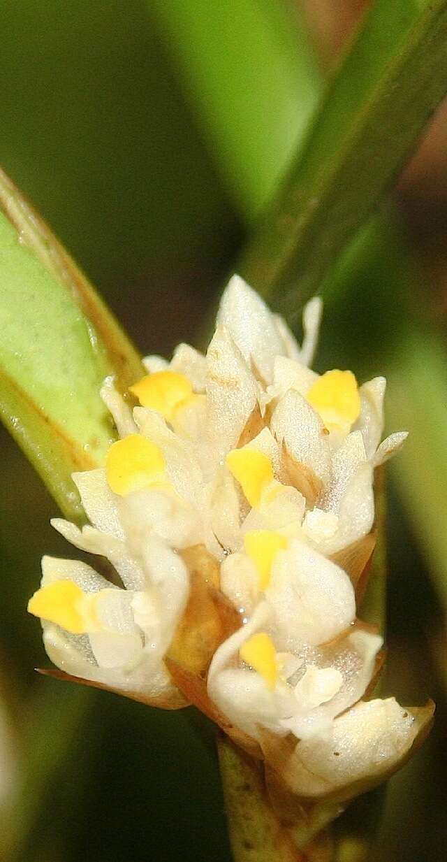 Image of Maxillaria