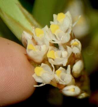 Image of Maxillaria