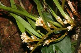 Image of Maxillaria