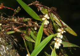 Image of Maxillaria