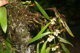 Image of Maxillaria