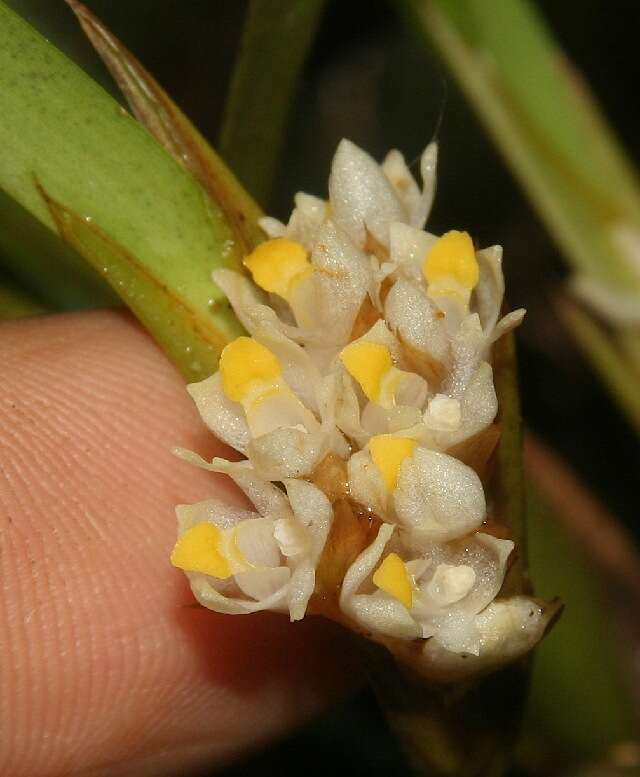 Image of Maxillaria