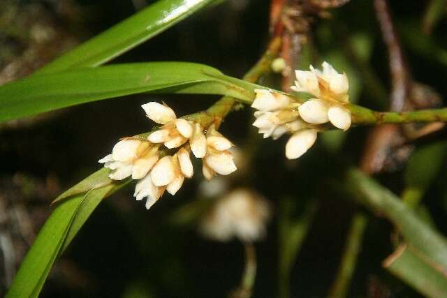 Image of Maxillaria