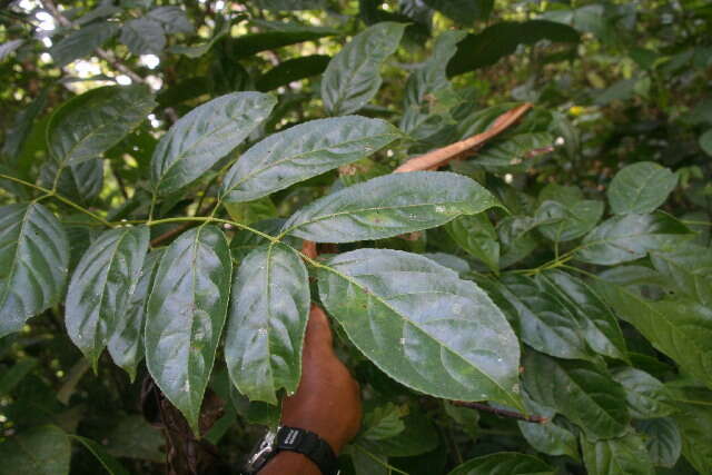 Staphyleaceae (rights holder: Daniel H. Janzen. Guanacaste Dry Forest Conservation Fund. Daniel H. Janzen. Year: 2010. Contact: djanzen@sas.upenn.edu.)