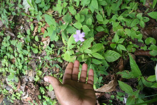 Image of Ruellia stemonacanthoides (Oersted) Hemsl.