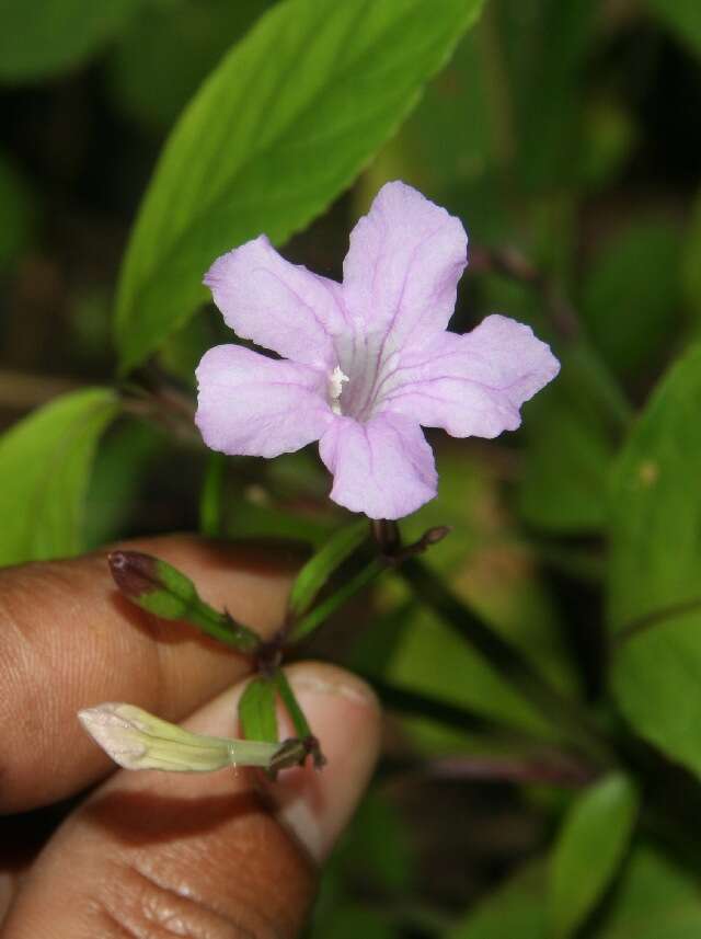 Image of Ruellia stemonacanthoides (Oersted) Hemsl.