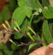 Image of Ruellia stemonacanthoides (Oersted) Hemsl.