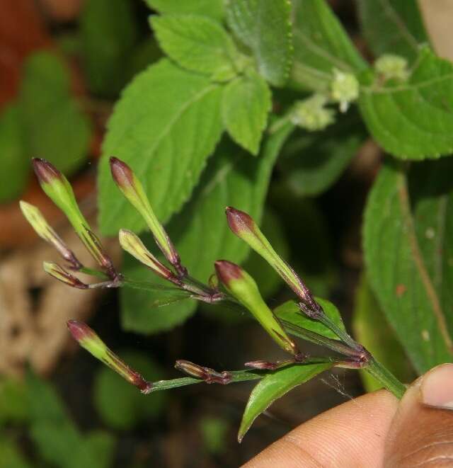 Image of Ruellia stemonacanthoides (Oersted) Hemsl.