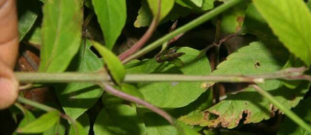 Image of Ruellia stemonacanthoides (Oersted) Hemsl.