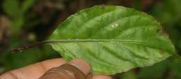 Image of Ruellia stemonacanthoides (Oersted) Hemsl.