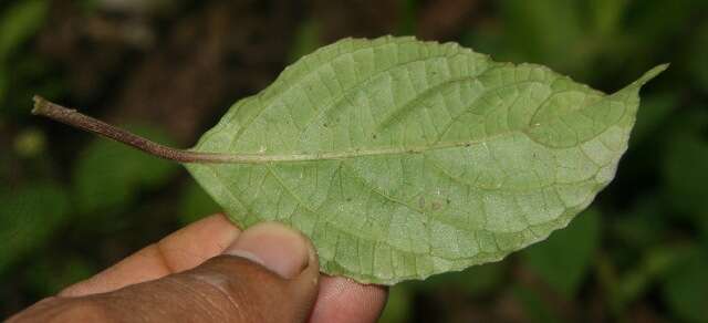 Image of Ruellia stemonacanthoides (Oersted) Hemsl.