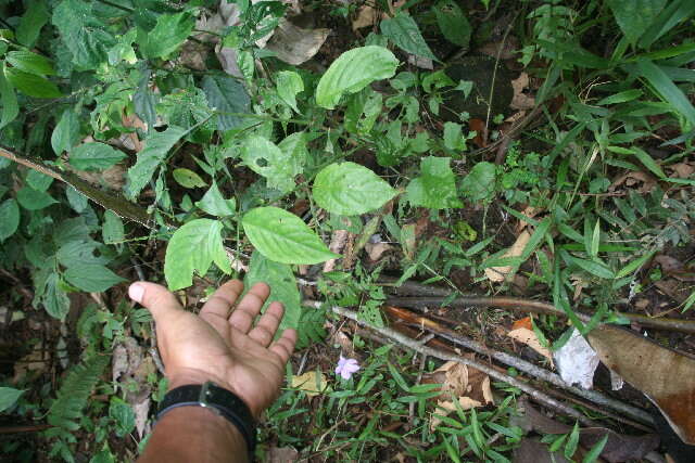 Image of Ruellia stemonacanthoides (Oersted) Hemsl.