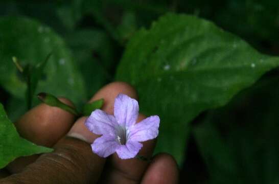 Image of Ruellia stemonacanthoides (Oersted) Hemsl.