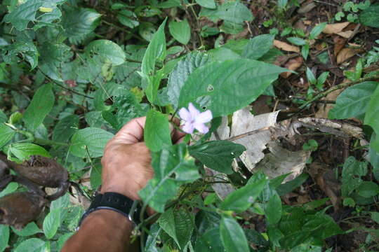 Image of Ruellia stemonacanthoides (Oersted) Hemsl.