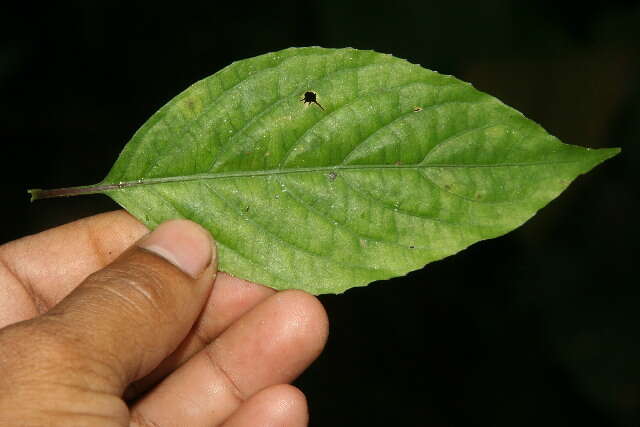 Image of Ruellia stemonacanthoides (Oersted) Hemsl.