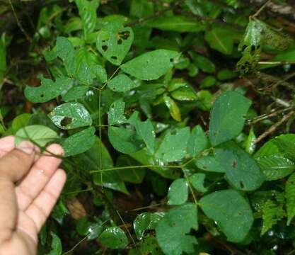 Image of Mimosa watsonii Robinson