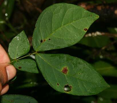 Image of Mimosa watsonii Robinson