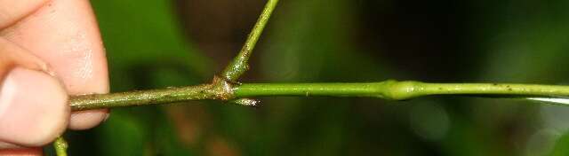 Image of Mimosa watsonii Robinson