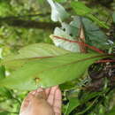 Image of Peperomia mameiana C. DC.