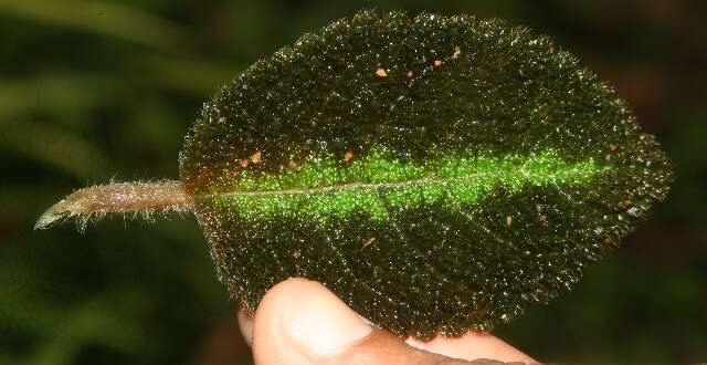 Слика од Episcia lilacina Hanst.