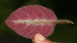 Слика од Episcia lilacina Hanst.