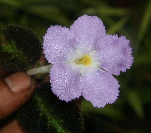 Слика од Episcia lilacina Hanst.